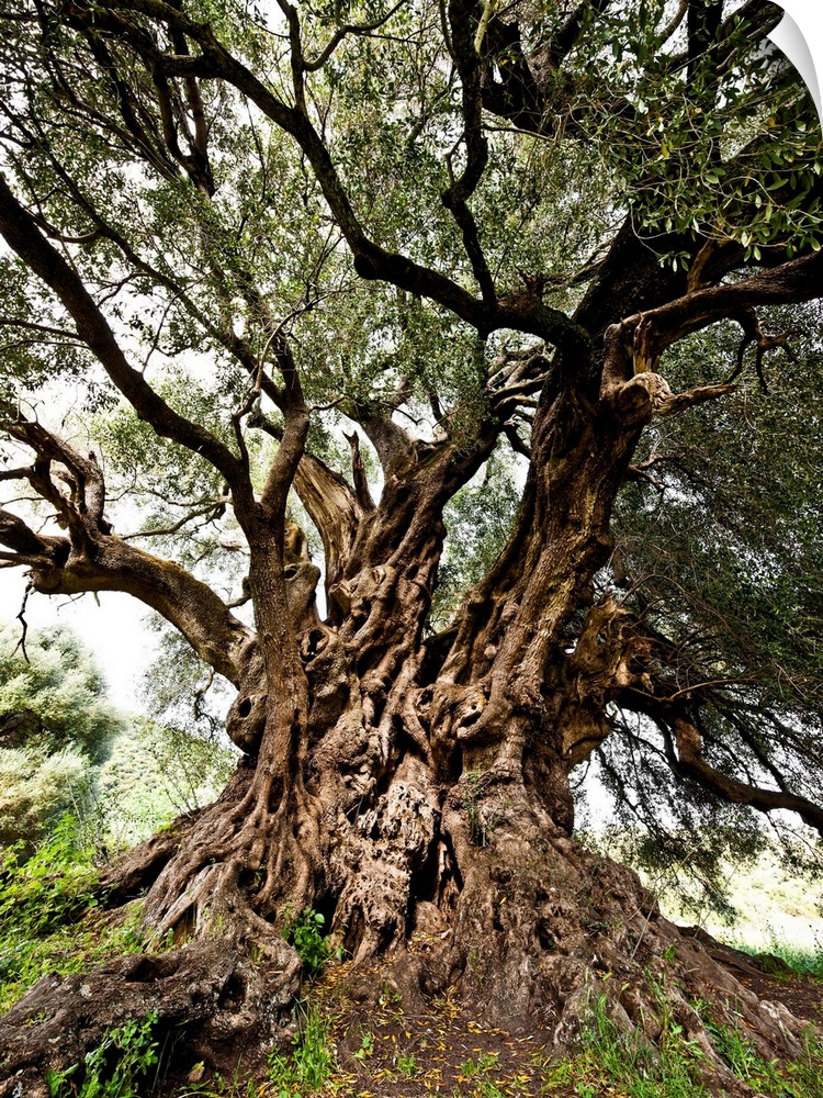 Italy, Sardinia, Luras, Santo Baltolu di Carana, the oldest Italian olive tree (3800/4000 years old).