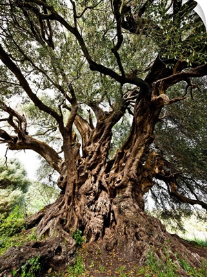 Italy, Sardinia, Luras, Santo Baltolu di Carana, the oldest Italian olive tree