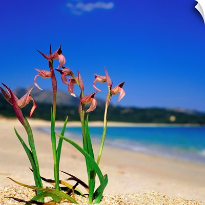 Italy, Sardinia, Northern Sardinia, Liscia Ruja Beach, Orchid