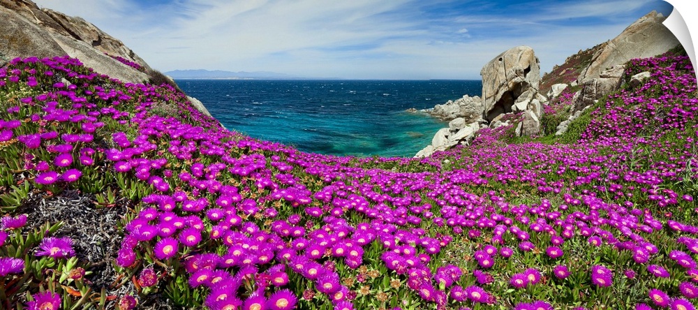 Italy, Sardinia, Santa Teresa Gallura, Carpobrotus flowers blossom
