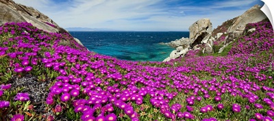 Italy, Sardinia, Santa Teresa Gallura, Carpobrotus flowers blossom