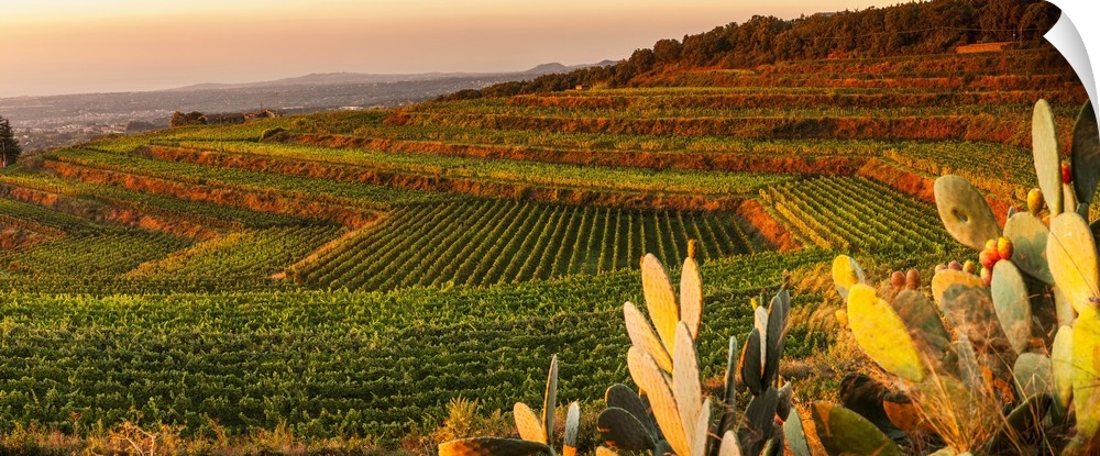 Italy, Sicily, Catania district, Mount Etna, Milo, Barone di Villagrande vineyards at sunset.