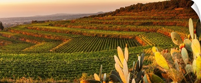 Italy, Sicily, Mount Etna, Milo, Barone di Villagrande vineyards at sunset
