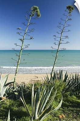 Italy, Sicily, Pachino, Siracusa district, Avola beach