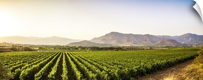 Italy, Sicily, Passopisciaro, Vineyards with Nebrodi mountains in the background