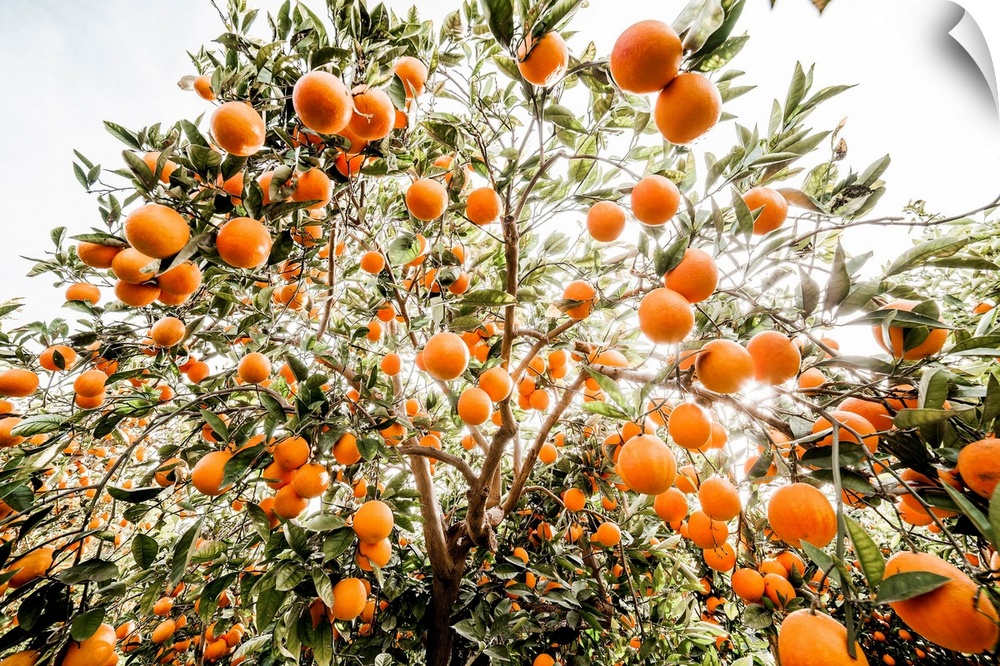 Italy, Sicily, Paterno, Orange groves Tarocco, area of Ponte Barca near Paterno.