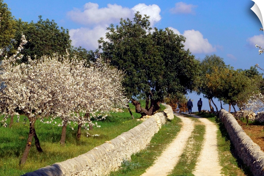 Italy, Sicily, Ragusa, Country road and almond trees in bloom near Modica