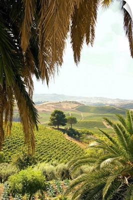 Italy, Sicily, Sclafani Bagni, Regaleali winery, vineyards
