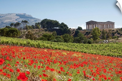Italy, Sicily, Segesta, Poppy meadow and Segesta temple