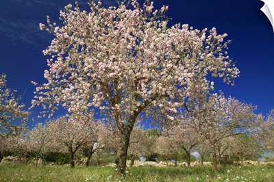 Italy, Sicily, Siracusa, Val di Noto, almond trees in bloom
