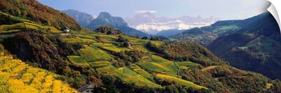 Italy, South Tyrol, Bolzano, Renon (Ritten), vineyard towards Catinaccio