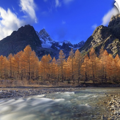 Italy, The Dora Di Ferret Torrent And Autumn Larches, Mont Blanc Group