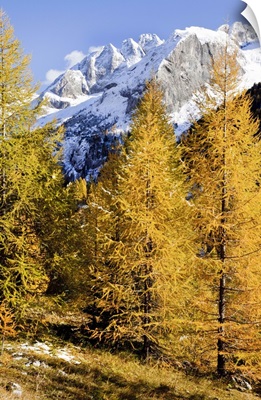Italy, Trentino, Alps, Val di Fassa, Larch trees in autumn and Marmolada mountain