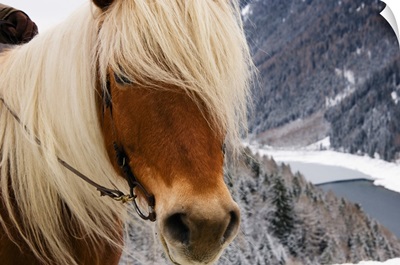 Italy, Trentino-Alto Adige, Alps, Horse randonnee in the forest