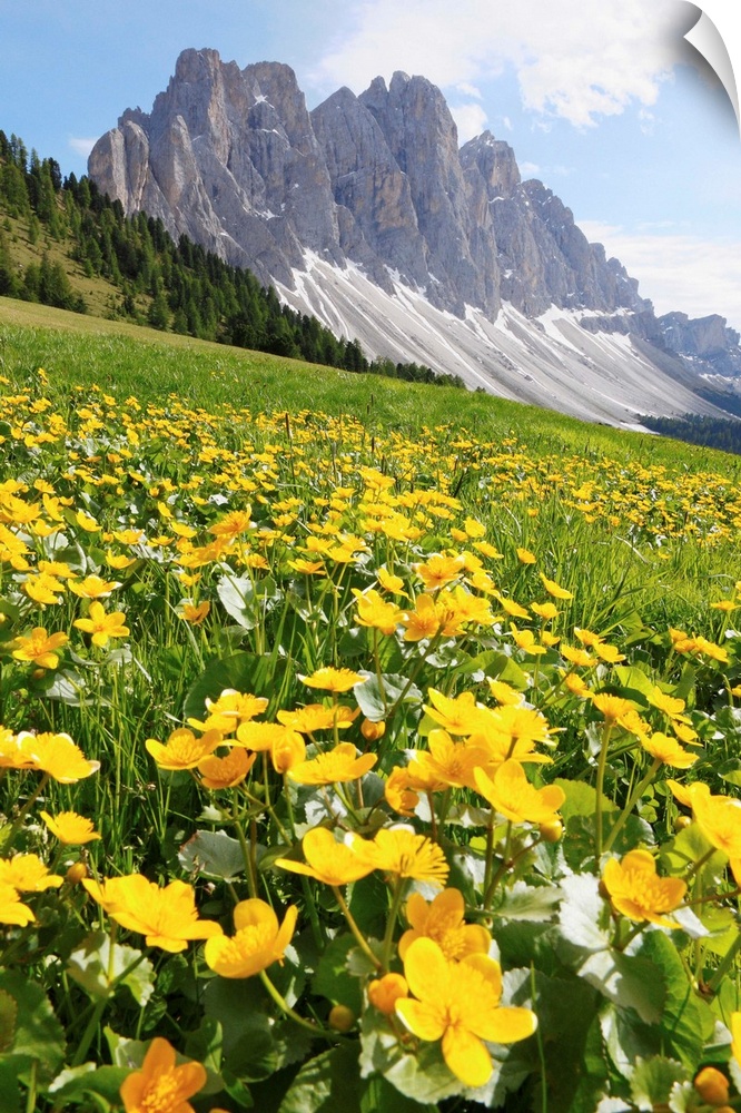 Italy, Trentino-Alto Adige, Caltha palustris flowers and the Odle range