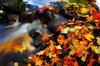 Italy, Trentino-Alto Adige, Trentino, Alps, Stream and maple leaves