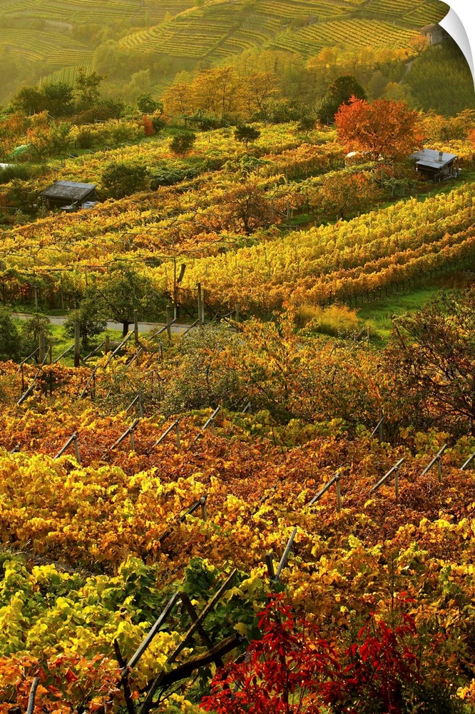 Italy, Trentino-Alto Adige, Trentino, Alps, Val di Cembra, Vineyards near Sevignano
