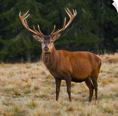 Italy, Trentino, Parco Naturale Paneveggio Pale di San Martino, Red deer