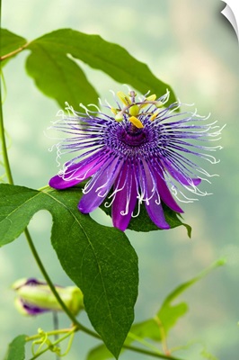 Italy, Trigolo, Passionflower