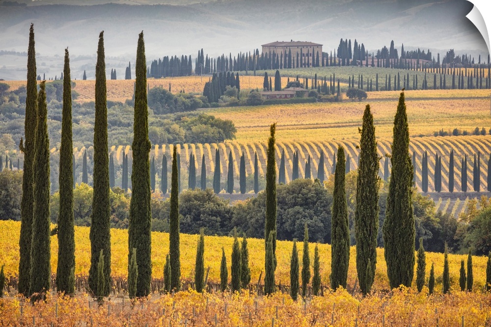 Italy, Tuscany, Brunello wine road, Siena district, Orcia Valley, Montalcino, Landscape with Sangiovese vineyards and in t...