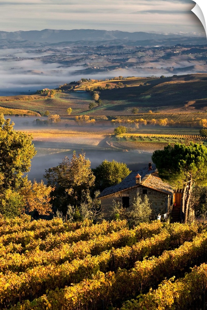Italy, Tuscany, Mediterranean area, Brunello wine road, Siena district, Orcia Valley, Sangiovese vineyards near Montalcino