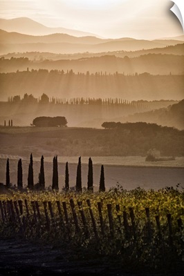 Italy, Tuscany, Brunello Wine Road, Siena District, Orcia Valley, Montalcino