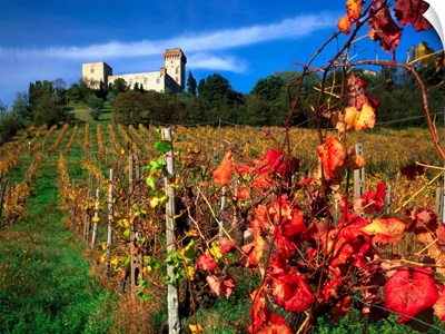 Italy, Tuscany, Chianti, Chianti vineyards