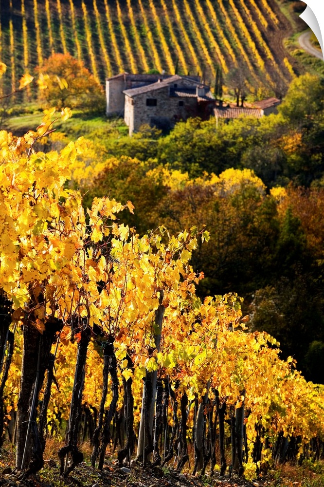 Italy, Tuscany, Chianti, Greve in Chianti, vineyards