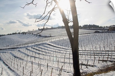 Italy, Tuscany, Chianti, Vineyards covered by snow