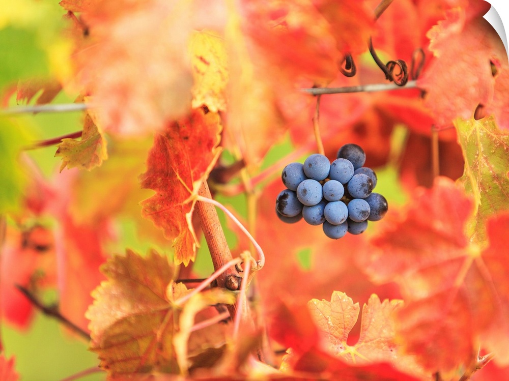 Italy, Tuscany, Firenze district, Chianti, Grape and autumn leaves.