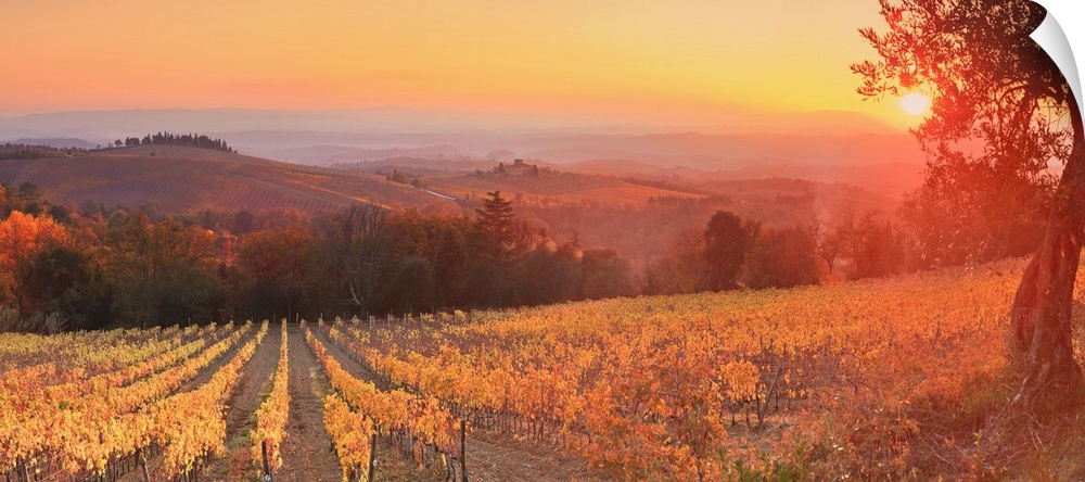 Italy, Tuscany, Gaiole in Chianti, Sunset on Barone Ricasoli vineyards at Brolio castle