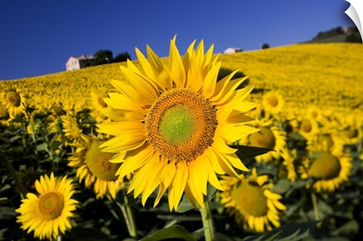 Italy, Tuscany, Mediterranean area, Landscape with sunflowers