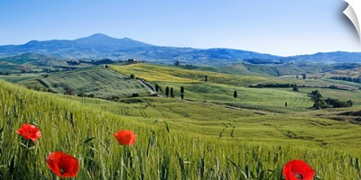 Italy, Tuscany, Mediterranean area, Siena district, Typical landscape