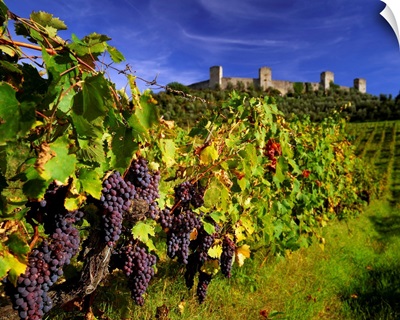 Italy, Tuscany, Monteriggioni, Chianti vineyards