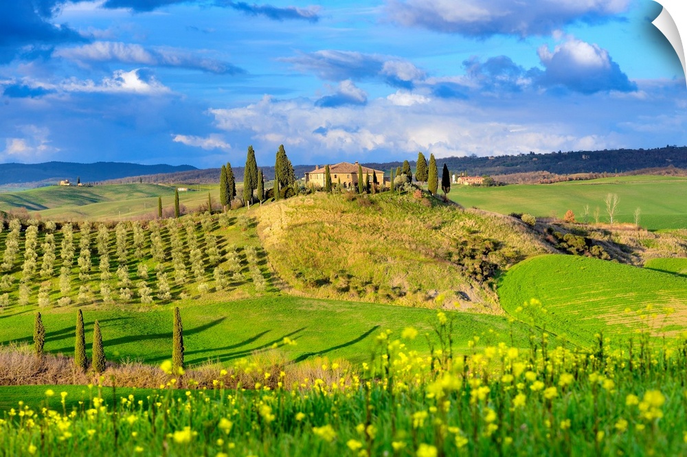 Italy, Tuscany, Siena district, Orcia Valley, Hilly landscape with farmhouse and blooming fields.