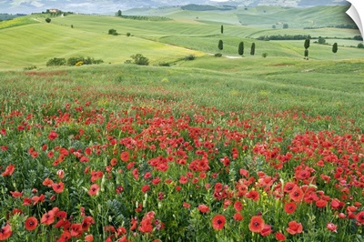 Italy, Tuscany, Orcia Valley, San Quirico d'Orcia, Poppies in the ideal Val d'Orcia