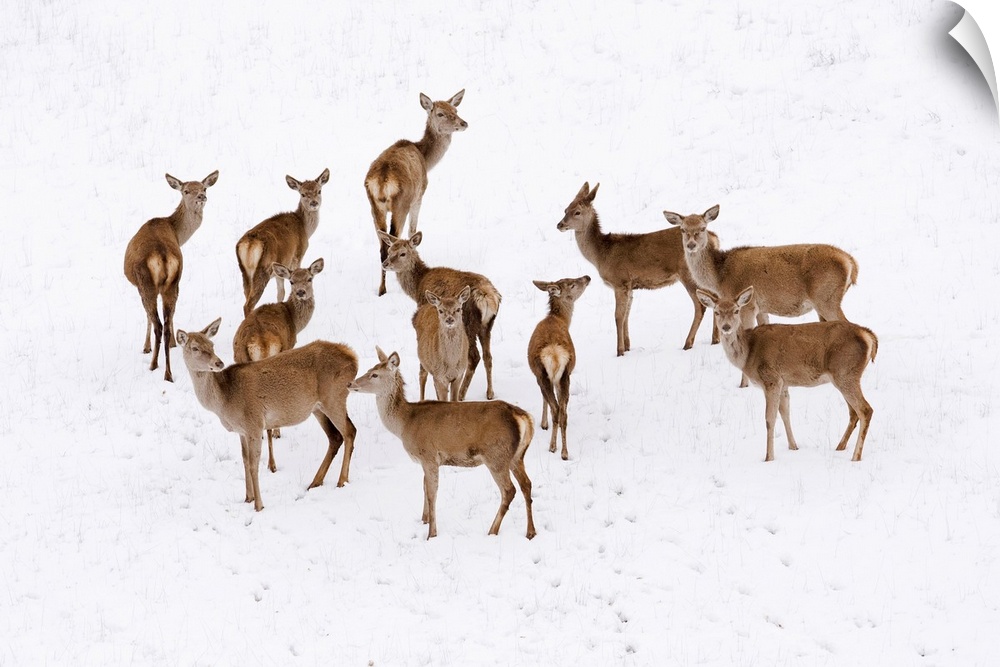 Italy, Tuscany, Red deer in the snow.
