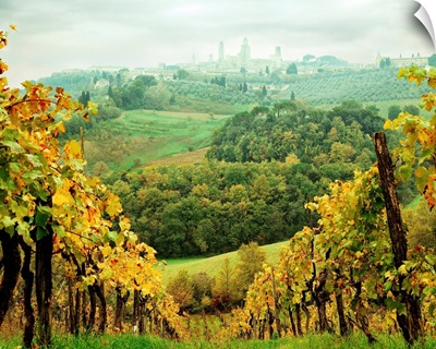 Italy, Tuscany, San Gimignano, Vineyards and San Gimignano in background
