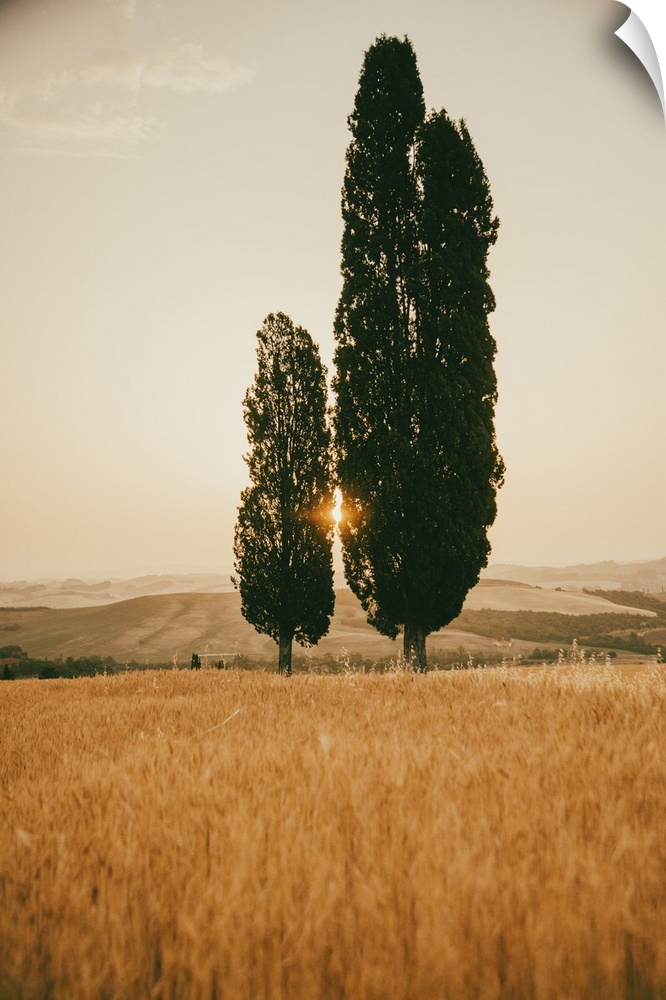 Italy, Tuscany, Siena district, Orcia Valley, Typical Tuscan landscape with cypresses.