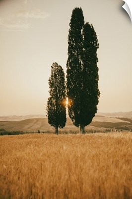 Italy, Tuscany, Siena District, Orcia Valley, Typical Tuscan Landscape With Cypresses