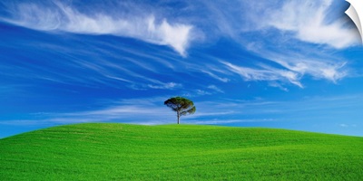 Italy, Tuscany, Tree in a green field