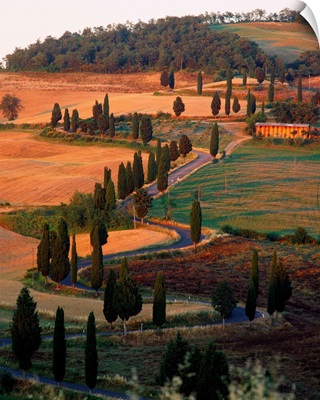Italy, Tuscany, tree lined road near Pienza