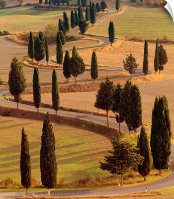Italy, Tuscany, Val d'Orcia, Road with cypress