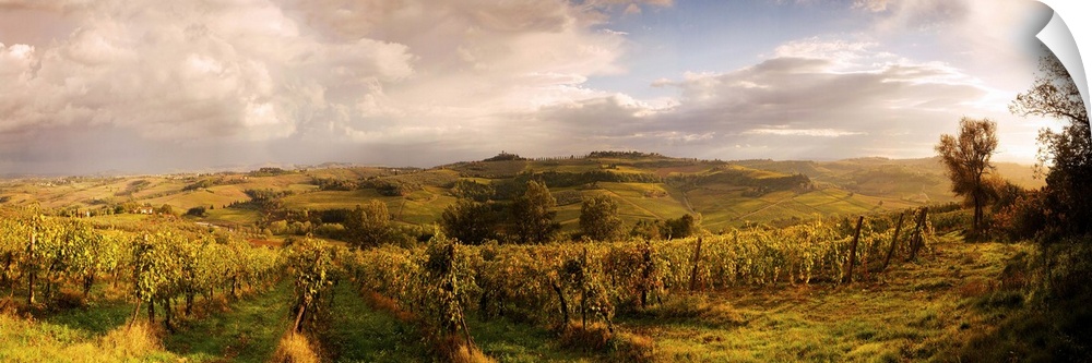 Italy, Tuscany, Vineyards