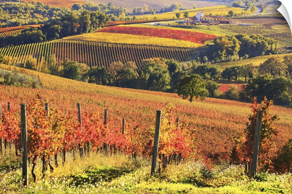 Italy, Umbria, Mediterranean area, Perugia district, Autumnal vineyards near Gualdo Cattaneo