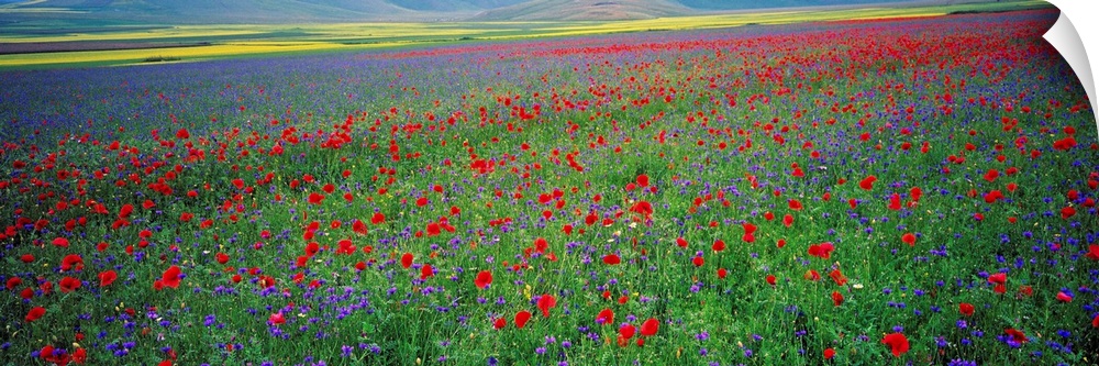 Italy, Umbria, Castelluccio di Norcia, Flowers on Pian Grande Plateau.