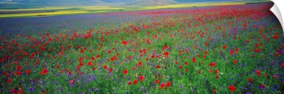 Italy, Umbria, Castelluccio di Norcia, Flowers on Pian Grande Plateau