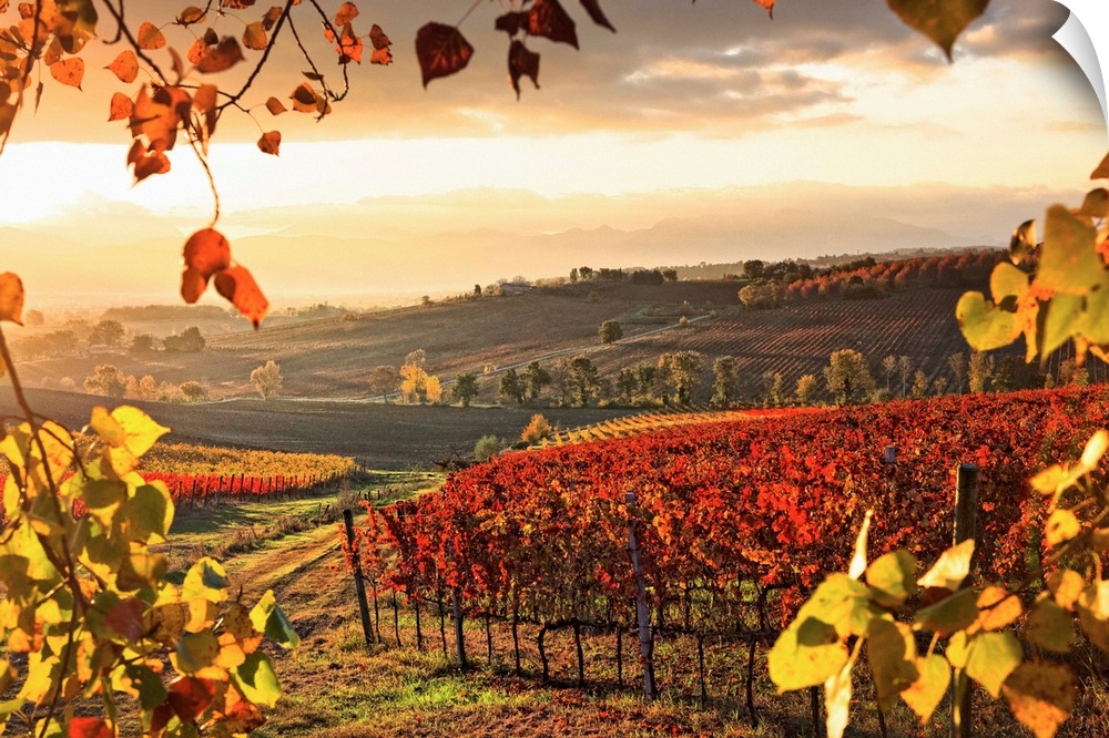 Italy, Umbria, Mediterranean area, Perugia district, Dawn over the autumnal vineyards near Montefalco