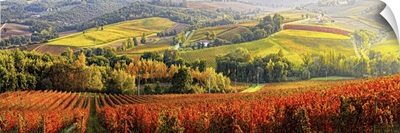 Italy, Umbria, Gualdo Cattaneo, Colpetrone winery, vineyards