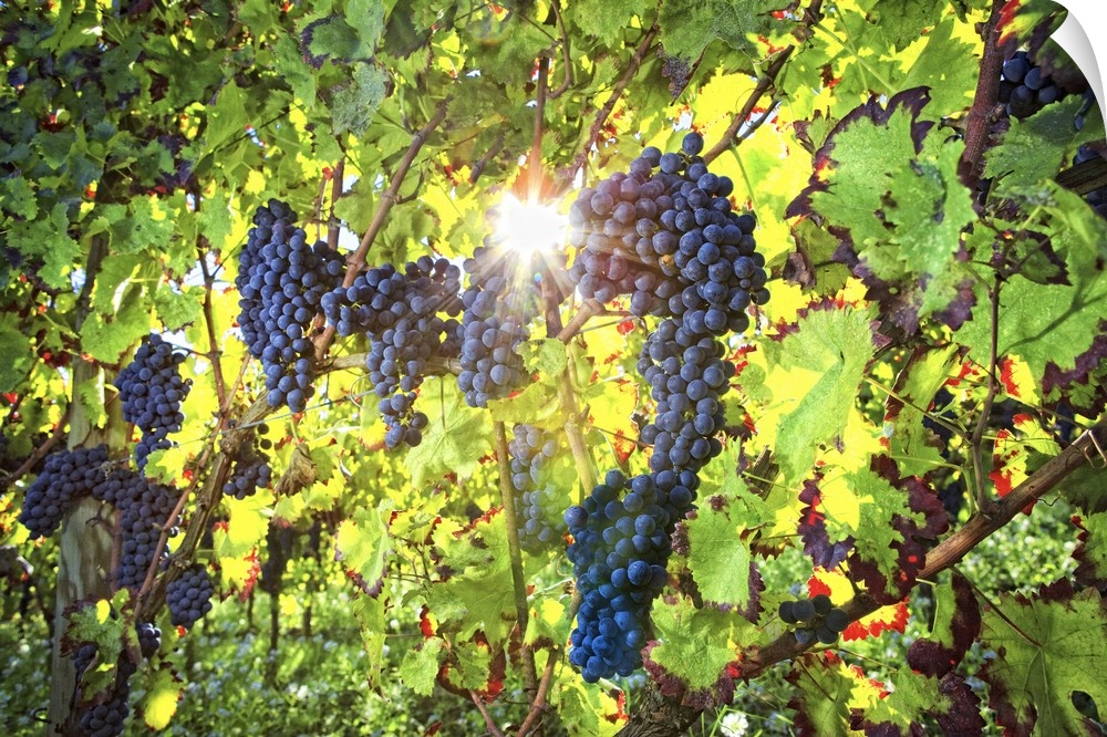 Italy, Umbria, Mediterranean area, Perugia district, Montefalco, Grape harvest in Antonelli winery in Montefalco